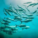 Видовое разнообразие рыб рядом с Быстринским ГОК в Забайкалье определят по ДНК